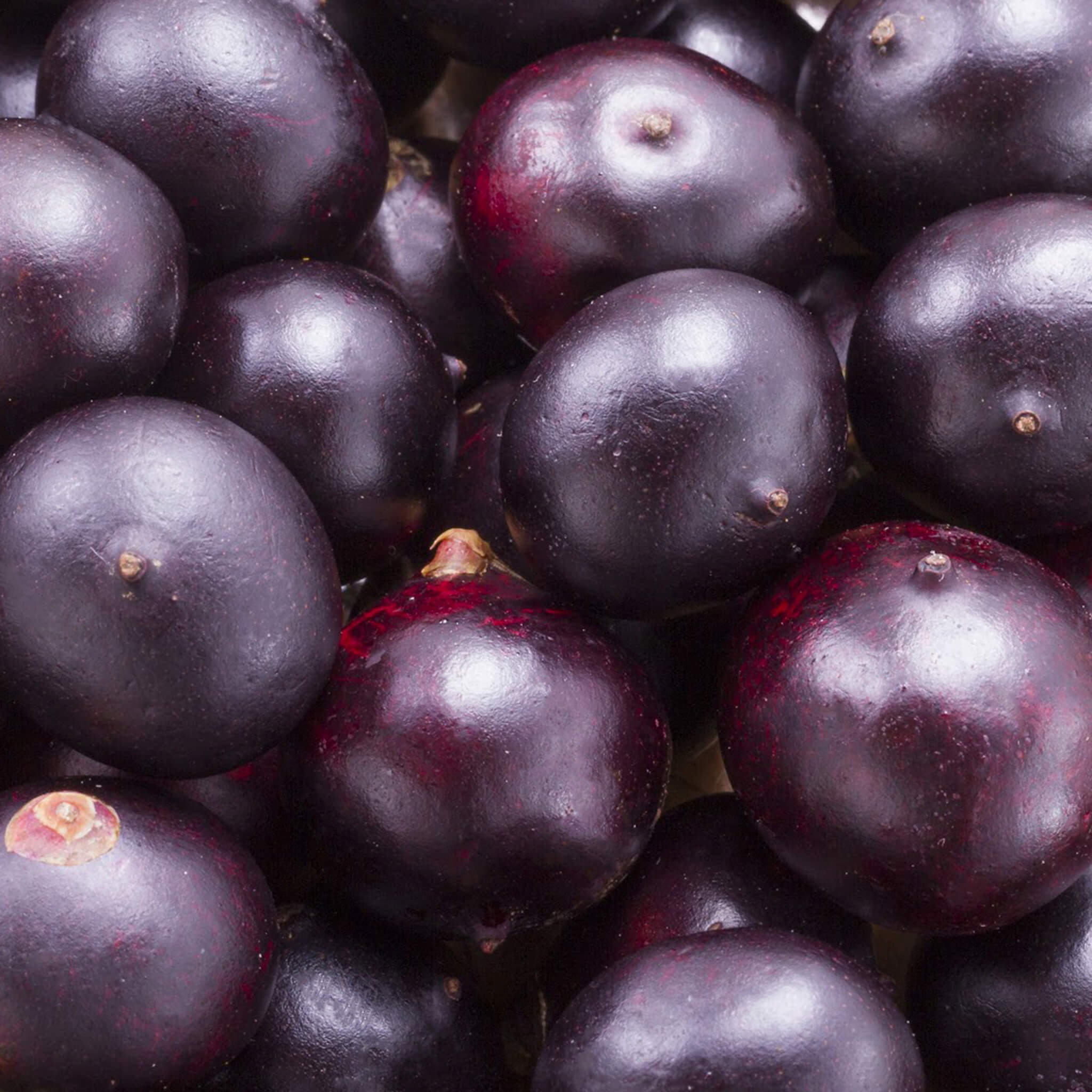 Product Page Key Ingredients: Acai Oil